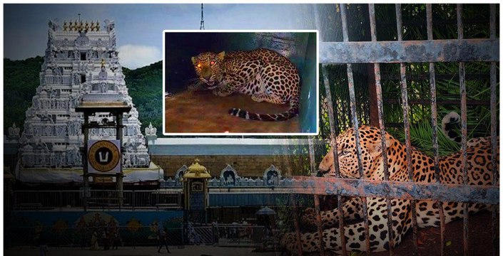 Leopard Trapped: బోనులో చిక్కిన చిరుత.. Tirumala Leopard News | Telugu OneIndia
