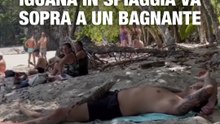 Iguana in spiaggia sale sulla pancia di un bagnante