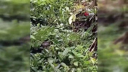 Artvin'de çay üreticinin kabusu: Hopa engereği bahçelerde sık olarak görülmeye başladı