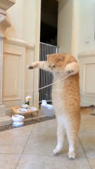 Amazing Cat #funny #cat #comedy