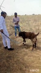 Sikh is Playing with Goat #comedy #prank #funny #todosomething