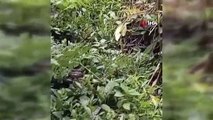 Le cauchemar du cultivateur de thé à Artvin： La vipère hopa est fréquemment vue dans les jardins