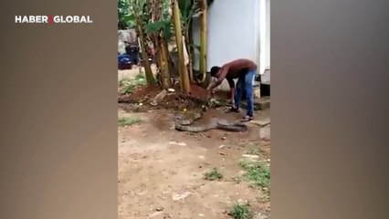 Kral kobrayı serinletmek isteyen adamın görüntüleri gündem oldu