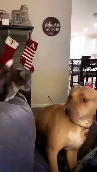 Bad cats ♥️