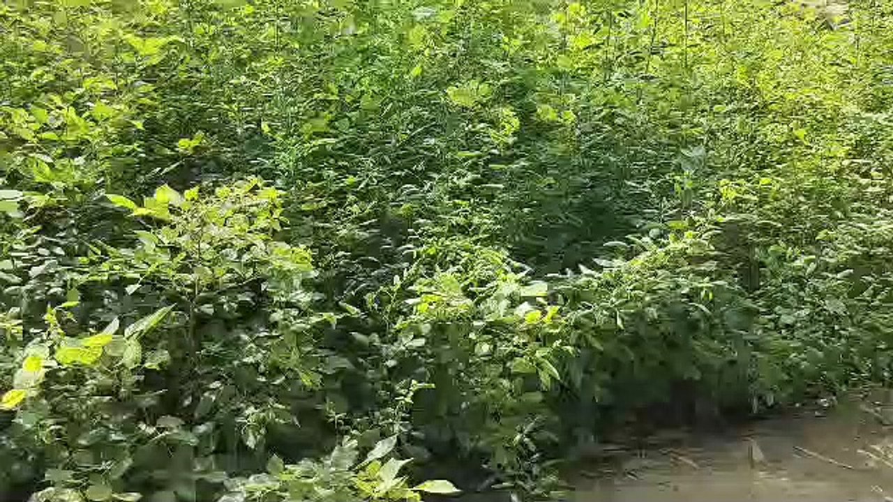 मन बनाएं पौध है तैयार-जिले की 22 नर्सरियों में...