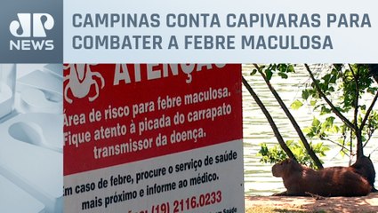 Pesquisadores analisam capivaras em Campinas no interior de SP