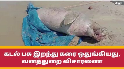 கடல் பசு இறந்து கரை ஒதுங்கியது- வனத்துறை விசாரணை !