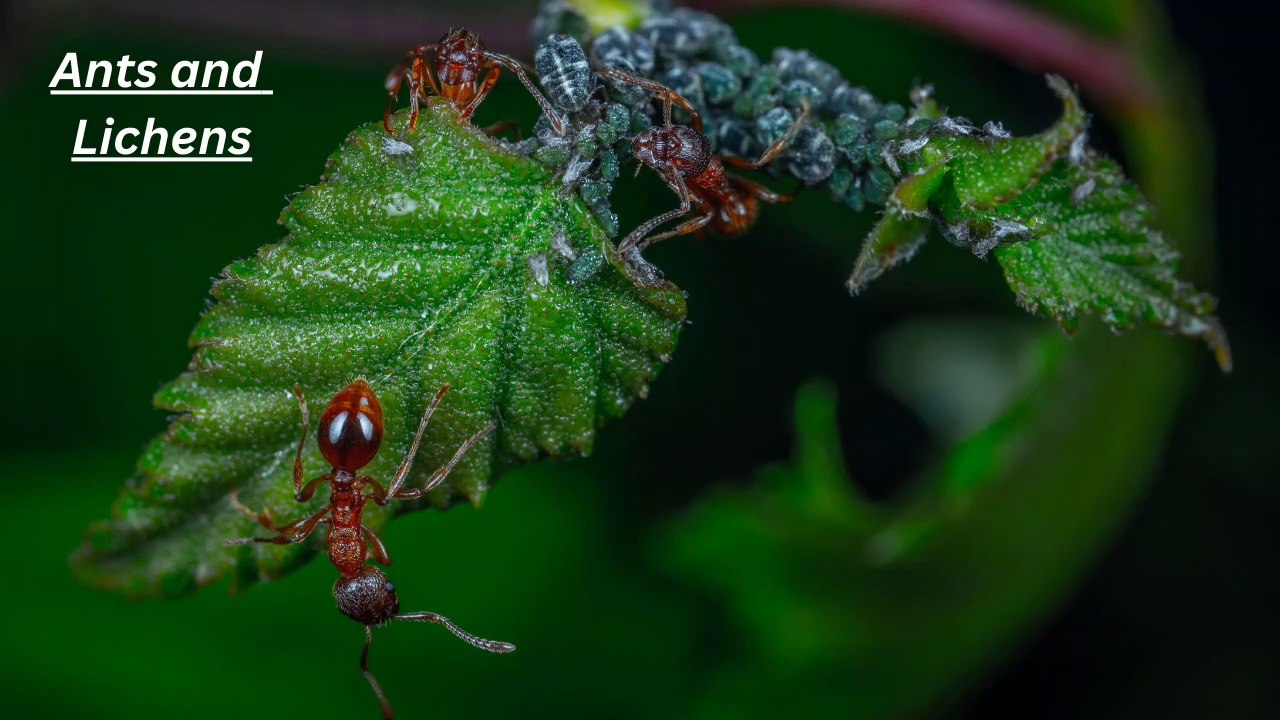 The Relationship Between Ants and Lichens