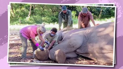 50% of Elephants Die Because of This