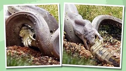 58 Million Years Ago Titanoboa Lost the War to the Biggest Crocodile, but the War Is Still Going On