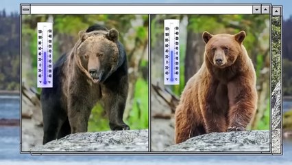 100 Amazing Animals You Haven't Seen Before