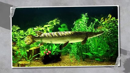 Fish That Kills Crocodiles