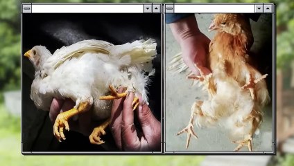 If These Animals Weren't Caught on Camera No One Would Have Believed It