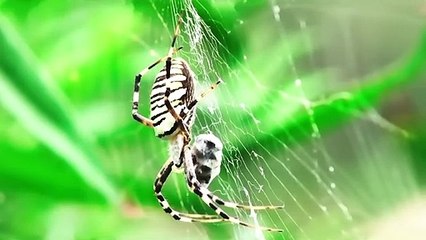 Insects That Will Make You Regret If You Want to Kill Them