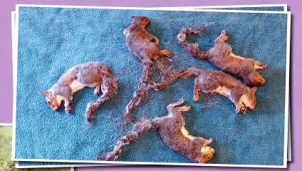 Never Separate Tangled Mice