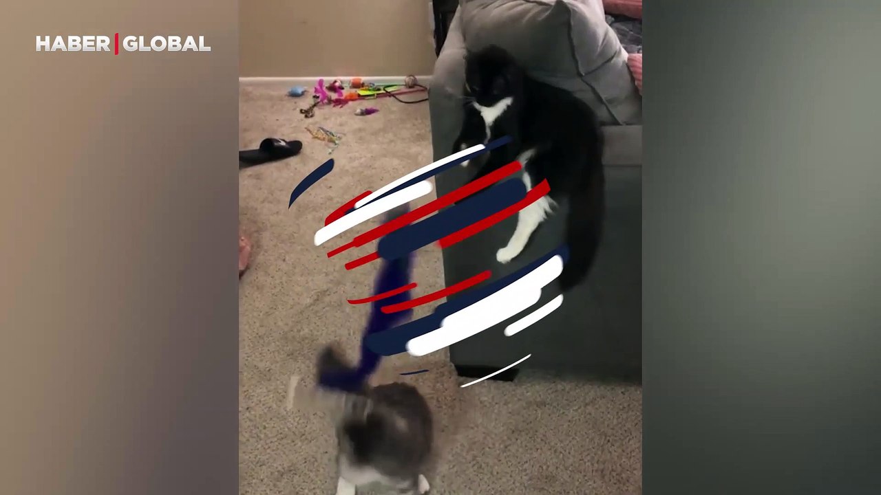 Yattığı yerden arkadaşını oynatan kedi izlenme rekoru kırdı