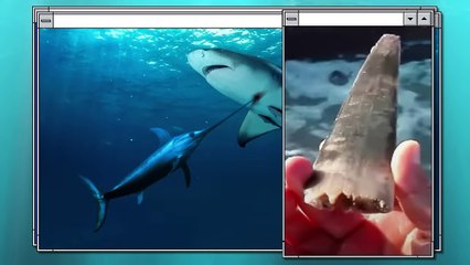 That’s Who Orcas Are Afraid of the Most