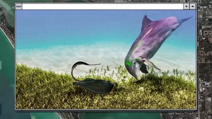 This Fish Kills Sharks and Even Orcas