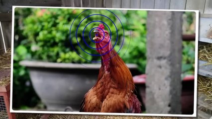 The Most Stupid Things Animals Do