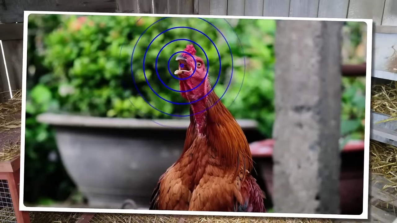 The Most Stupid Things Animals Do