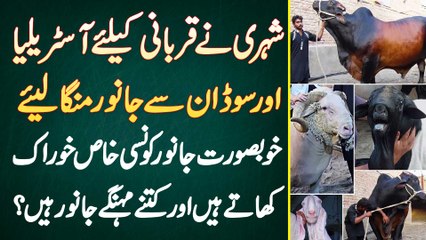 Shehri Ne Qurbani Ke Lie Australia Or Sudan Se Janwar Manga Lie, Ye Khubsurat Janwar Kitne Mehnge Ha