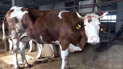 Veteriner hekim kurbanlık seçimi ve kesimiyle ilgili bilgiler verdi