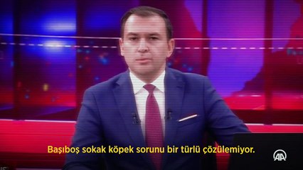 Kuduz tehlikesi kapıda! Başıboş köpekler çoğaldı