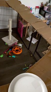 Le carton contrecarre le chaton grimpant