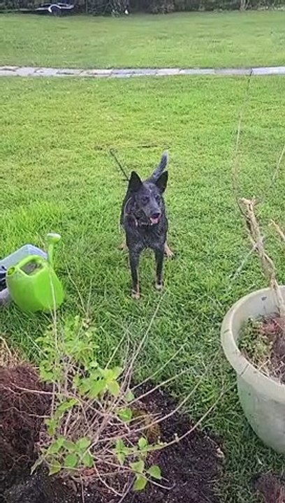Heeler aime le tuyau d'arrosage