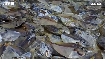 Thailandia, migliaia di pesci morti lungo la spiaggia di Thung Wua Laen