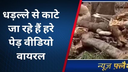 सिद्धार्थनगर: धड़ल्ले से काटे जा रहे हैं हरे पेड़, वीडियो वायरल