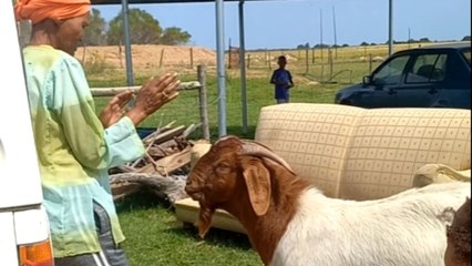 'Horned Hijinks' - Woman finds out that goats don't take 'No' for an answer