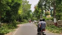 अलवर में भगवान जगन्नाथ रथयात्रा निकलने से पूर्व की जा रही पेड़ो की छंटाई,देखे वीडियो