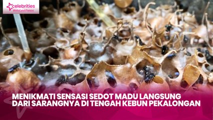 Menikmati Sensasi Sedot Madu Langsung dari Sarangnya di Tengah Kebun Pekalongan