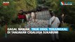 Gagal Nanjak, Truk Odol Terjungkal di Tanjakan Cigaluga Sukabumi