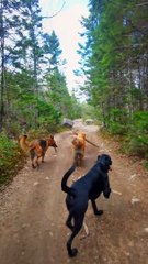 Golden Retriever Shows Off Stick Collection