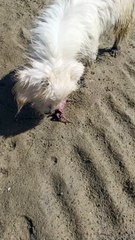 Dog Bites And Paws At Beach Crab
