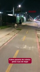 Cabra passeia de coleira nas ruas de Itajaí