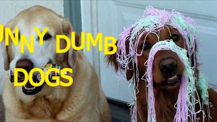 Funny dumb dogs Cute and funny dog fail compilation