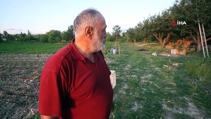 Aç kurt çiftlikteki köpeği götürdü! Görüntü sonrası tedirgin olan vatandaşlar nöbet tutmaya başladı