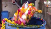 Reciclaje de flores en #India: De toneladas de residuos en el agua a varitas de incienso - #EspecialMSP