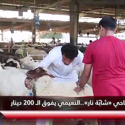 الأضاحي «شابّة نار» النعيمي يفوق الـ 200 دينار