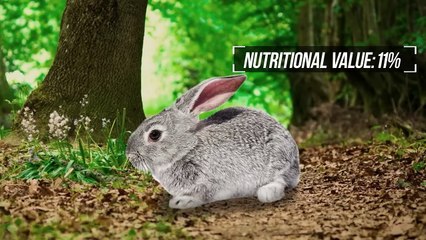 This Is Why Hyenas Don't Want to Grow Up