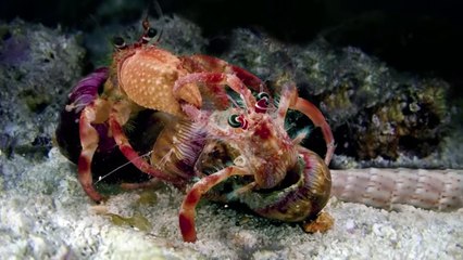 This Is Why the Entire Internet Hates Crabs