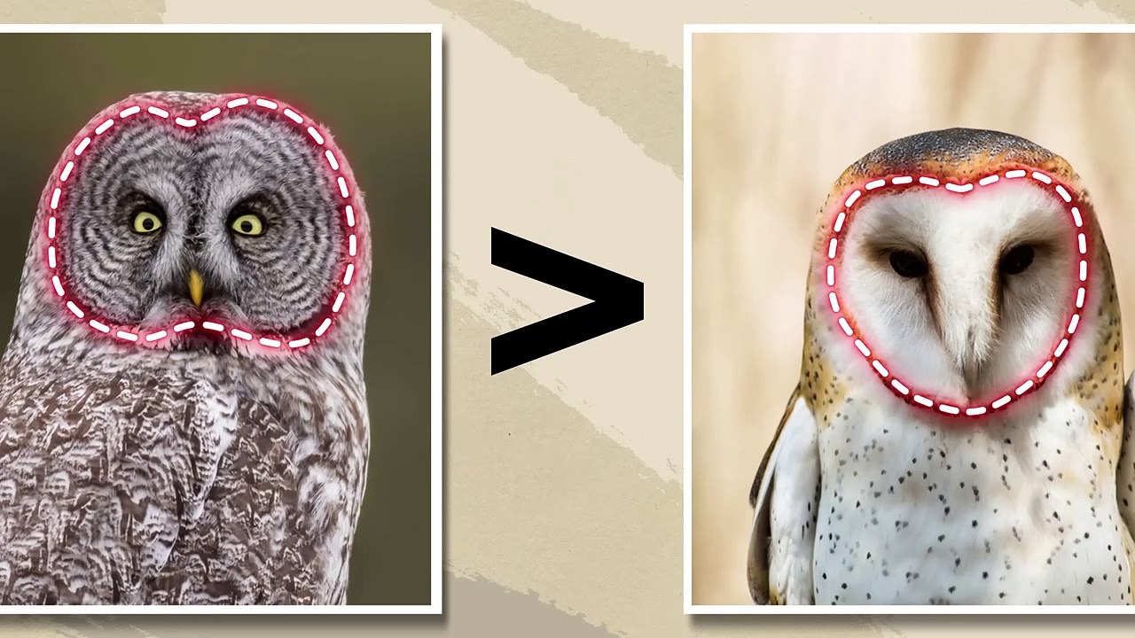 This Is Why the Owl's Head Is the Most Perfect in the World of Predators