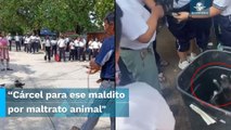 Maestro arrastró a perrita y tiró a sus cachorros a la basura en escuela de Oaxaca