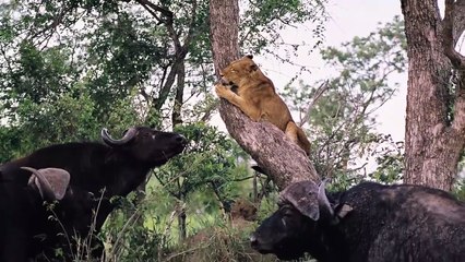 Top 10 Predators Surprised By Their Prey (PREDATOR LOSES) - Part 1