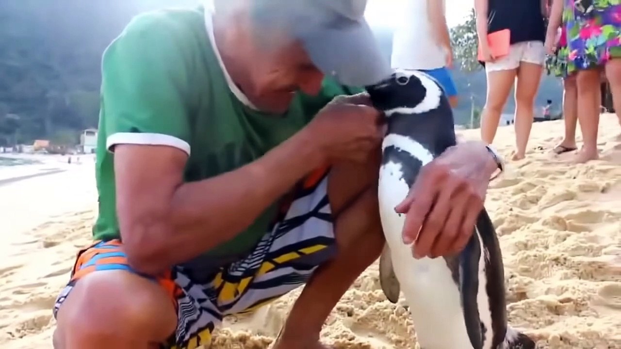 Top 10 Freed Animals That Visit The Human That Saved Them