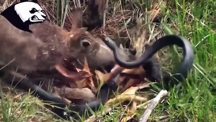 Top 10 Predators Surprised By Their Prey (PREDATOR LOSES) - Part 3