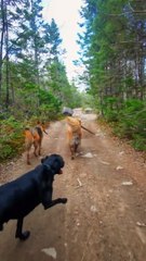 Golden Retriever Shows Off Stick Collection